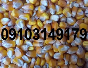 قیمت ذرت بندر امیرآباد