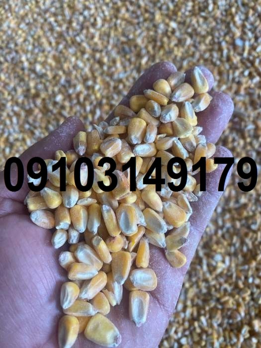 قیمت ذرت دانه ای ۱۴۰۳