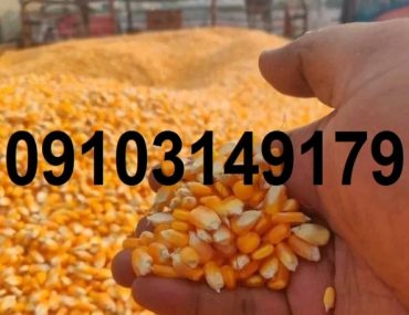 قیمت ذرت دانه ای ۱۴۰۳