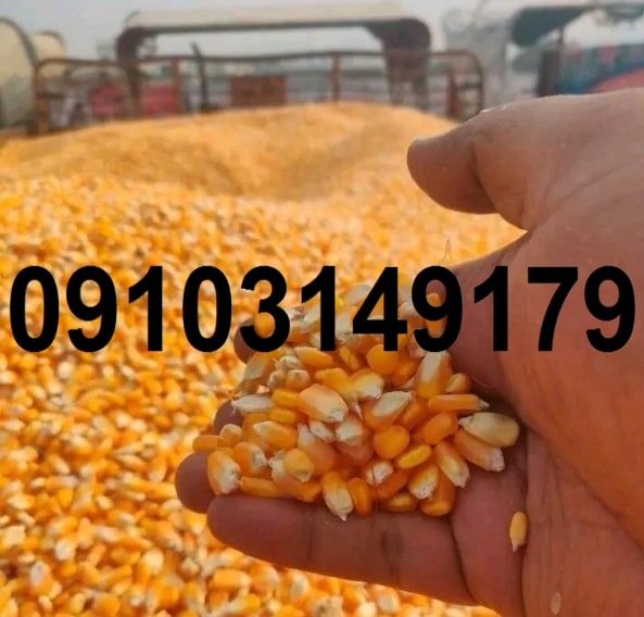 قیمت ذرت دانه ای ۱۴۰۳