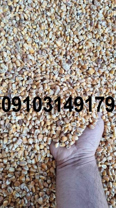 قیمت روز ذرت دانه ای