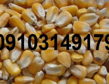 قیمت روز ذرت دانه ای