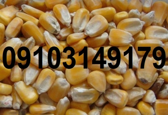 قیمت روز ذرت دانه ای