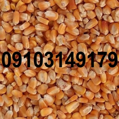 قیمت روز ذرت دانه ای