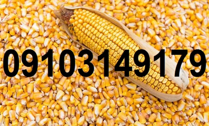 قیمت هر کیلو ذرت