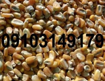 قیمت هر کیلو ذرت