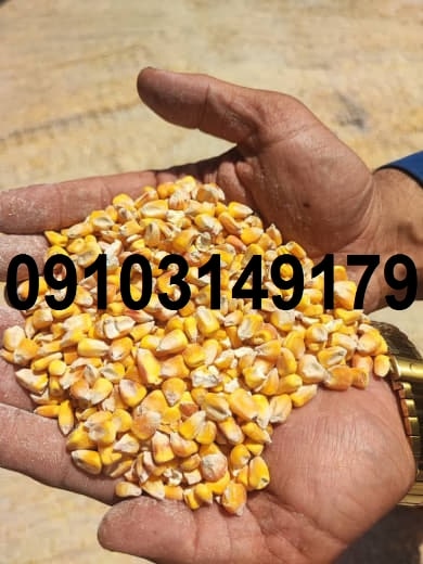 قیمت هر کیلو ذرت