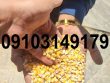 قیمت ذرت خشک دامی