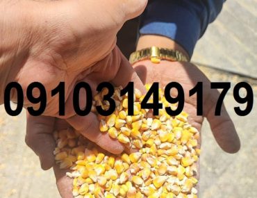 قیمت ذرت خشک دامی