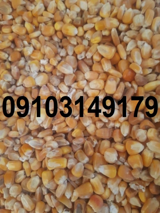 قیمت ذرت خشک دامی