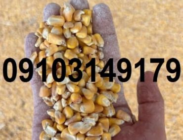 قیمت ذرت خشک کیلویی ۱۴۰۳