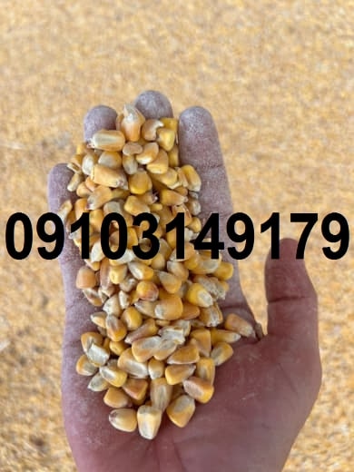 قیمت ذرت خشک کیلویی ۱۴۰۳