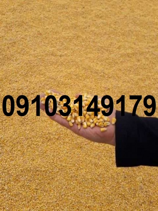 قیمت ذرت خشک کیلویی ۱۴۰۳