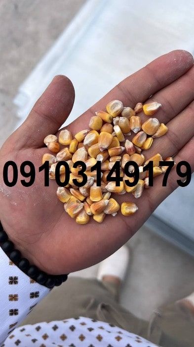 قیمت ذرت خشک ۱۴۰۳