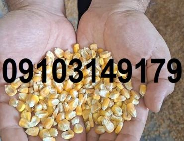 قیمت ذرت خشک ۱۴۰۳