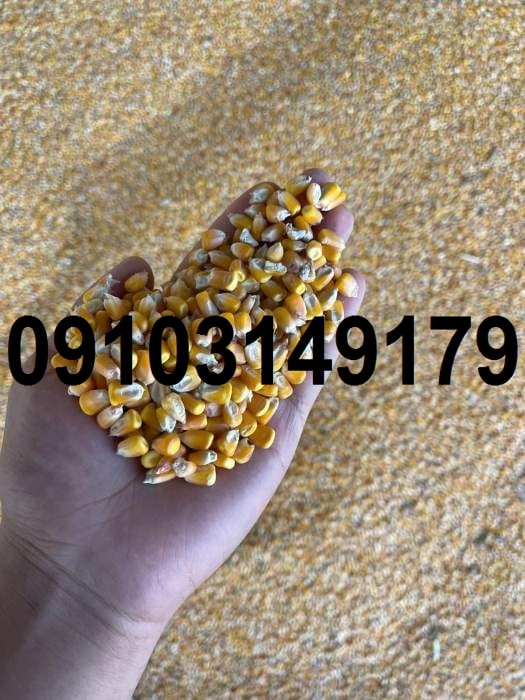 قیمت ذرت خشک ۱۴۰۳
