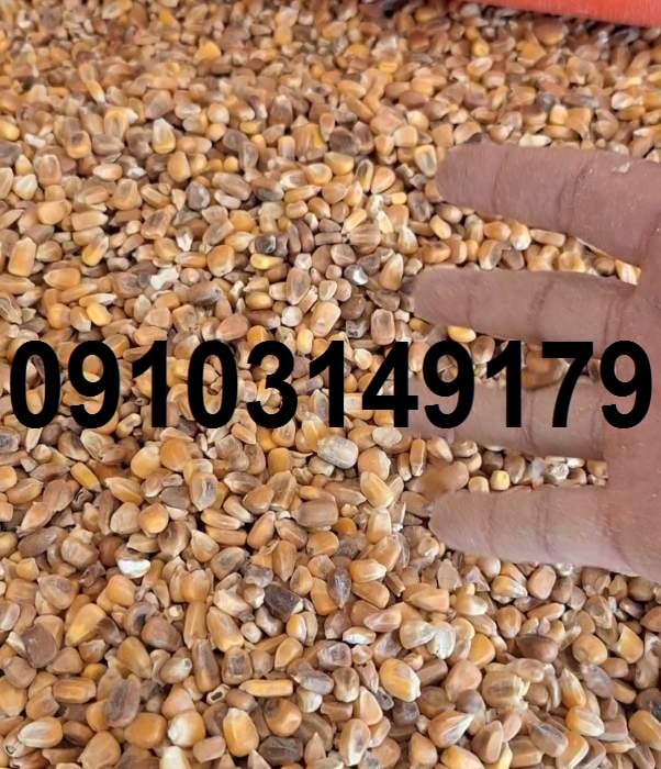 قیمت ذرت در بازار ازاد
