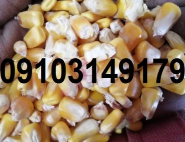 قیمت ذرت در بازار ازاد