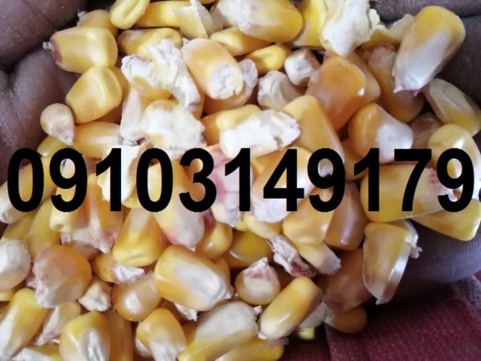قیمت ذرت در بازار ازاد