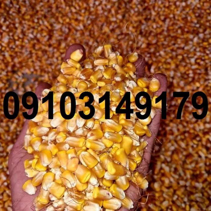 قیمت ذرت در بازار ازاد