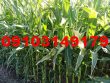 قیمت ذرت علوفه ای 1403