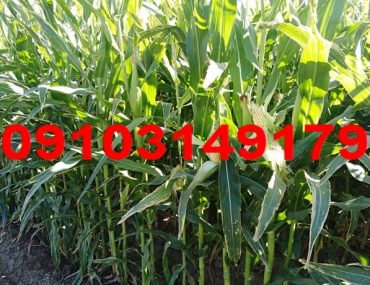 قیمت ذرت علوفه ای 1403