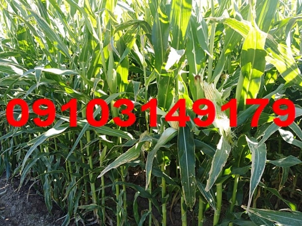 قیمت ذرت علوفه ای 1403