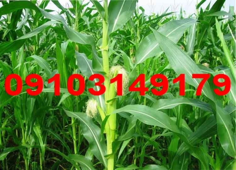قیمت ذرت علوفه ای 1403