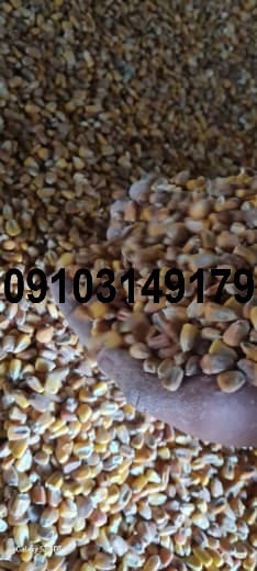 قیمت ذرت ۱۴۰۳