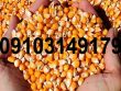 قیمت ذرت ۱۴۰۳