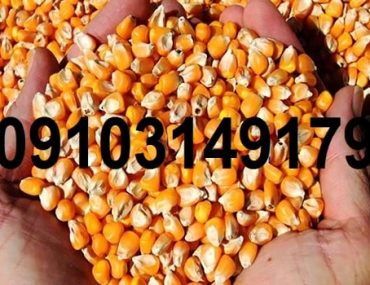 قیمت ذرت ۱۴۰۳