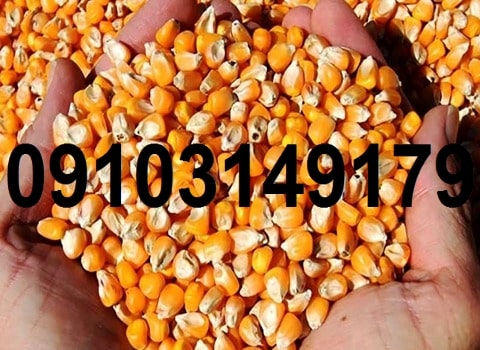 قیمت ذرت ۱۴۰۳