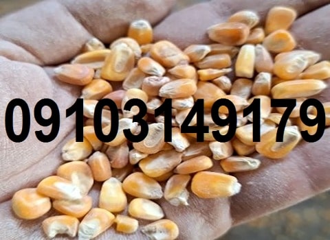 قیمت ذرت ۱۴۰۳