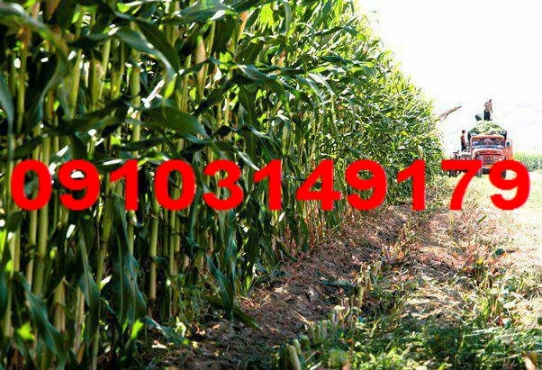 قیمت هر کیلو ذرت علوفه ای امروز