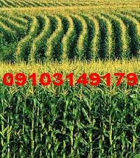 قیمت هر کیلو ذرت علوفه ای امروز