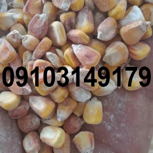 نرخ ذرت دانه ای ۱۴۰۳