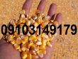 نرخ ذرت دانه ای ۱۴۰۳