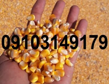 نرخ ذرت دانه ای ۱۴۰۳
