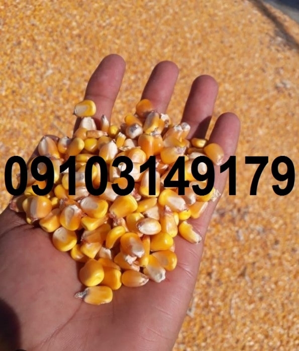 نرخ ذرت دانه ای ۱۴۰۳